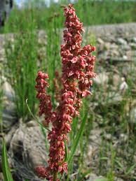 Attēlu rezultāti vaicājumam “Rumex aquaticus bud”