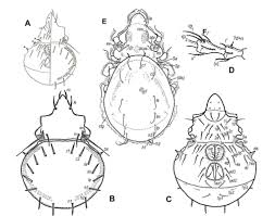 Attēlu rezultāti vaicājumam “Belbodamaeus sp.”