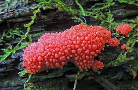 Attēlu rezultāti vaicājumam “Tubifera ferruginosa (subsp. ferruginosa) spores”