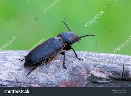 Attēlu rezultāti vaicājumam “Spondylis buprestoides”