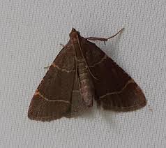 Attēlu rezultāti vaicājumam “Hypsopygia glaucinalis”