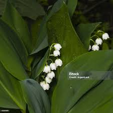 Attēlu rezultāti vaicājumam “Convallaria majalis leaf”