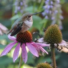 Image result for Echinacea purpurea