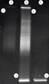 Attēlu rezultāti vaicājumam “Vouauxiomyces santessonii”