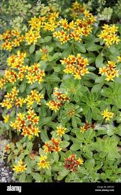 Attēlu rezultāti vaicājumam “Sedum aizoon”