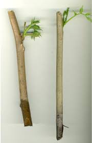 Attēlu rezultāti vaicājumam “Juglans mandshurica”