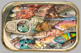 Image result for Parophrys vetulus