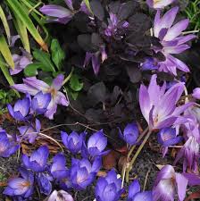 Attēlu rezultāti vaicājumam “Crocus speciosus”