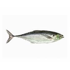 Image result for ikan