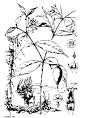 IBOGAINE.org.uk - alcohol or morphine or idealism?