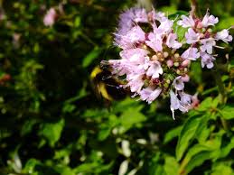 Attēlu rezultāti vaicājumam “Origanum vulgare bud”