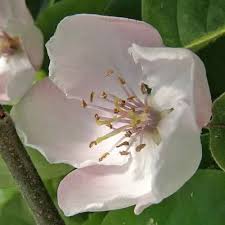 Attēlu rezultāti vaicājumam “Cydonia oblonga flower”