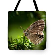 Attēlu rezultāti vaicājumam “Aphantopus hyperantus”