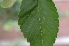 Attēlu rezultāti vaicājumam “Ulmus laevis leaf”