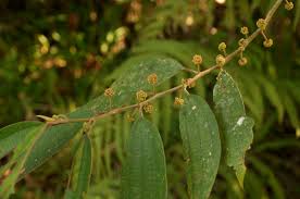 Attēlu rezultāti vaicājumam “Urticaceae”