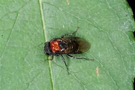 Attēlu rezultāti vaicājumam “Eriocampa ovata”