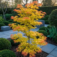 Image result for Acer palmatum `Orange Dream`