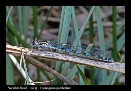 Attēlu rezultāti vaicājumam “Coenagrion pulchellum male”