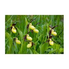 Attēlu rezultāti vaicājumam “Cypripedium calceolus leaf”