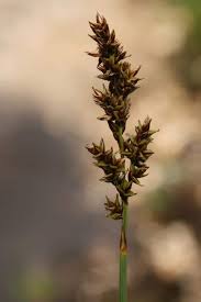 Attēlu rezultāti vaicājumam “Carex lasiocarpa male flower”