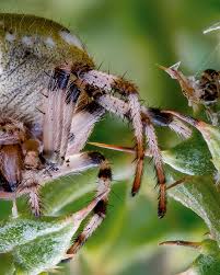Attēlu rezultāti vaicājumam “Araneus quadratus male”