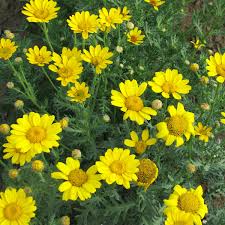 Image result for Chrysanthemum segetum
