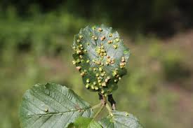 Attēlu rezultāti vaicājumam “Eriophyes laevis”