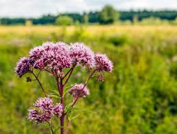 Image result for Eupatorium cannabinum