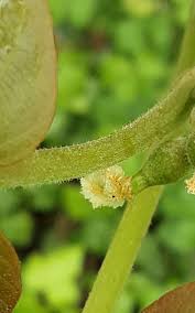 Attēlu rezultāti vaicājumam “Juglans x sinensis leaf”