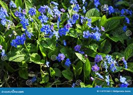 Image result for Omphalodes verna