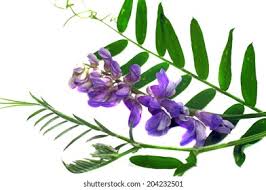 Attēlu rezultāti vaicājumam “Vicia cracca leaf”