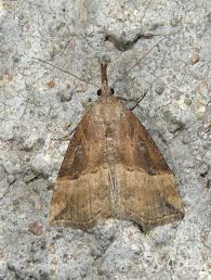 Attēlu rezultāti vaicājumam “Hypena rostralis”