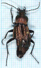 Attēlu rezultāti vaicājumam “Carabus cancellatus”