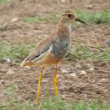 Image result for Vanellus leucurus