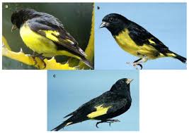 Attēlu rezultāti vaicājumam “Carduelis spinus male”