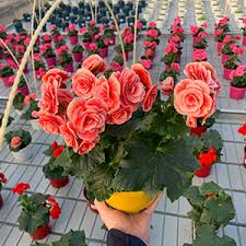 Image result for Бегония Элатиор 12х22 4601887072423