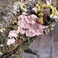 Attēlu rezultāti vaicājumam “Corticium roseum”