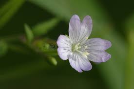 Attēlu rezultāti vaicājumam “Epilobium montanum flower”