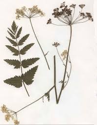 Image result for Pimpinella major