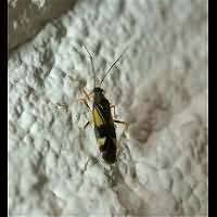 Attēlu rezultāti vaicājumam “Dryophilocoris flavoquadrimaculatus”