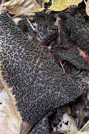 Attēlu rezultāti vaicājumam “Paradiacheopsis rigida stalked”