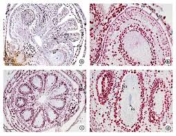 Attēlu rezultāti vaicājumam “Empetrum nigrum fruit”