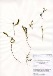 Attēlu rezultāti vaicājumam “Myriophyllum alterniflorum”