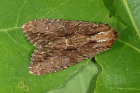 Attēlu rezultāti vaicājumam “Apamea monoglypha”