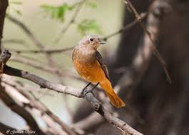 Attēlu rezultāti vaicājumam “Phoenicurus phoenicurus male”