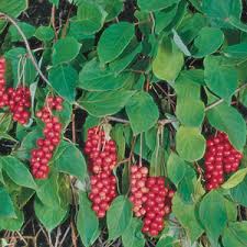 Attēlu rezultāti vaicājumam “Schisandra chinensis flower”