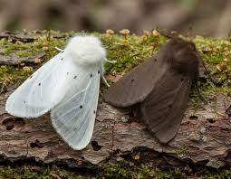 Attēlu rezultāti vaicājumam “Diaphora mendica”