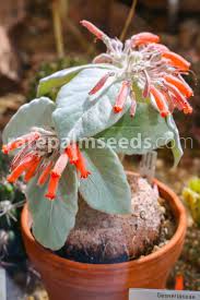 Image result for Sinningia