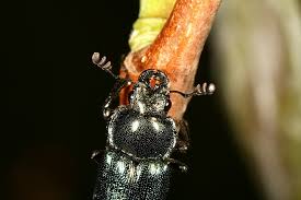 Attēlu rezultāti vaicājumam “Platycerus caraboides”