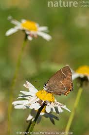 Attēlu rezultāti vaicājumam “Satyrium w-album”